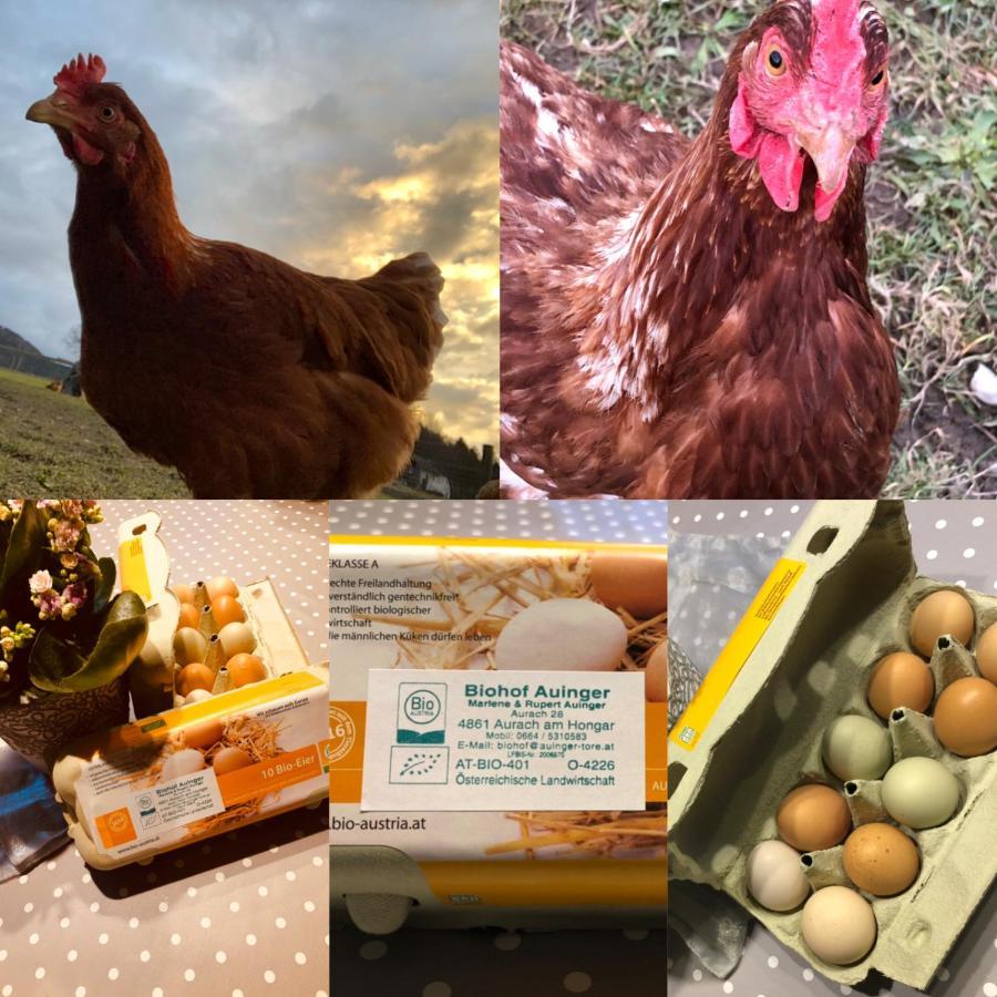 Biohof Auinger, Der Tiererlebnishof Lejlighed Aurach am Hongar Eksteriør billede